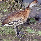 West Indian Whistling-Duck